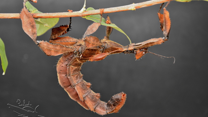Extatosoma tiaratum