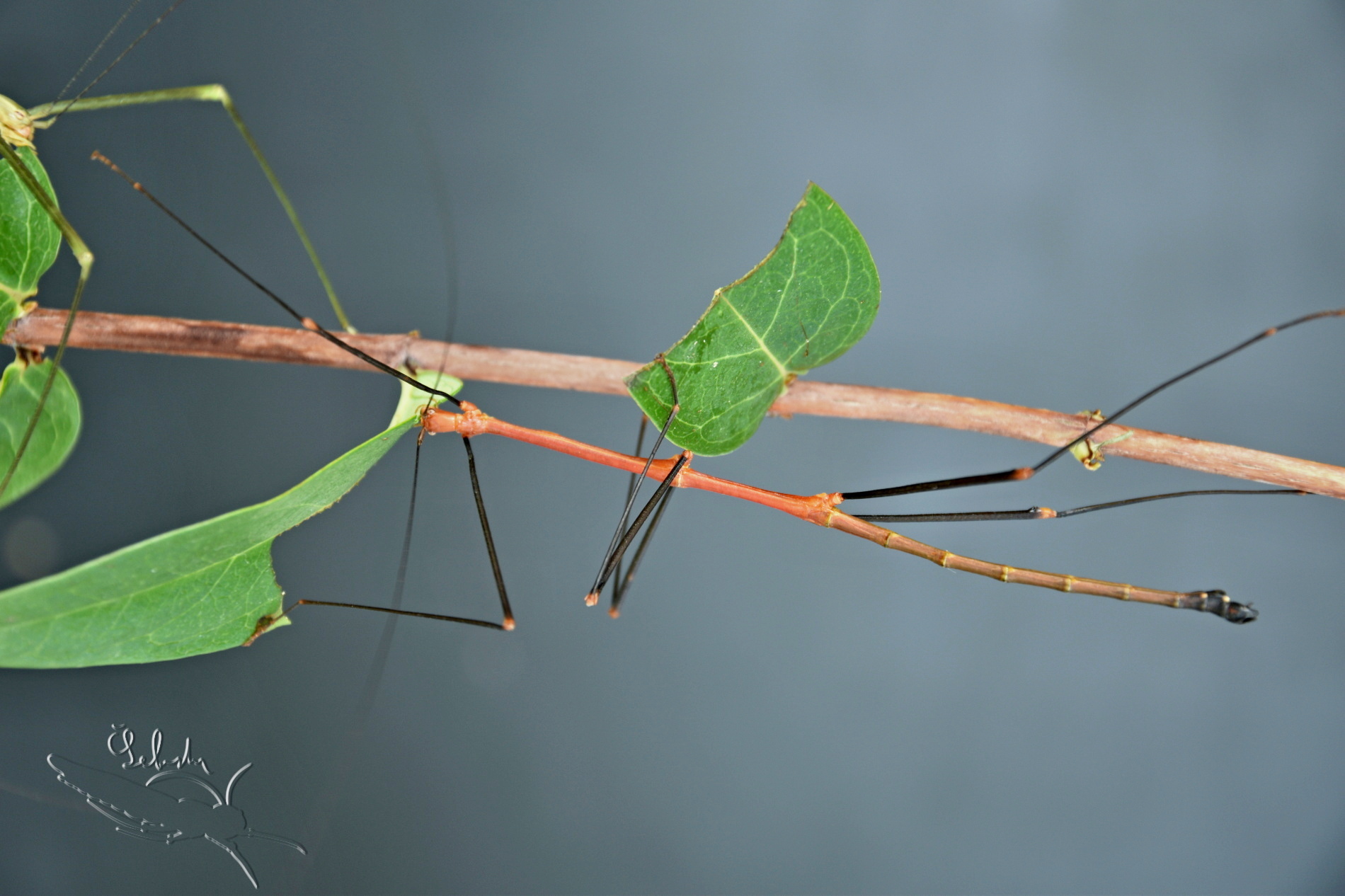 Lonchodiodes sp. 
