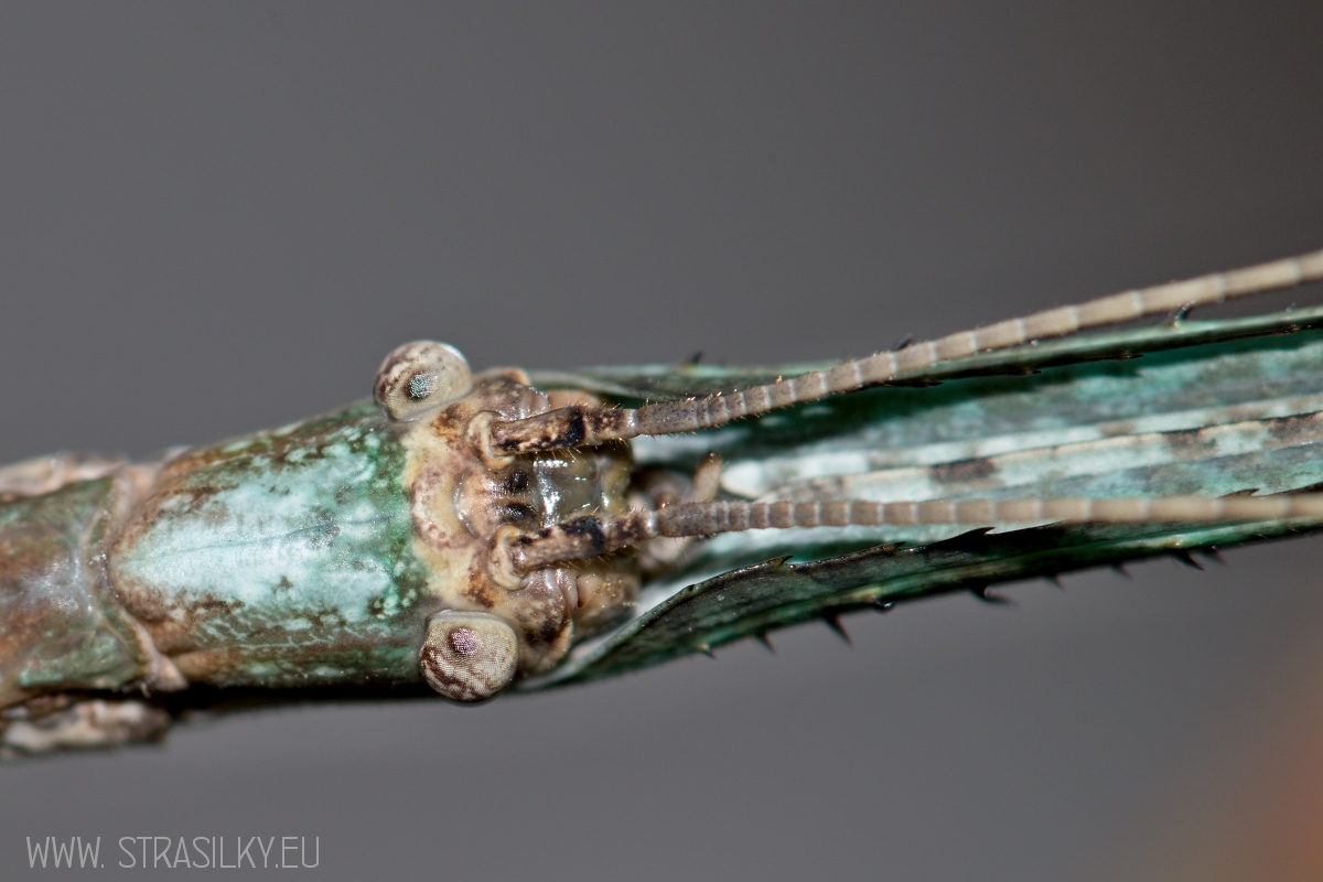 Phobaeticus magnus 