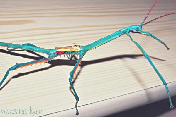 Achrioptera fallax
