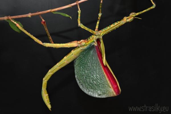 Eurycnema versirubra 