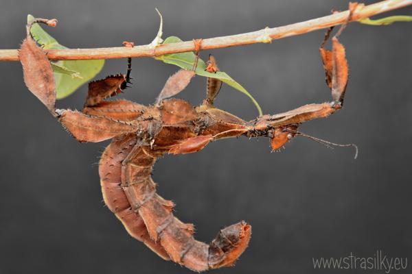Extatosoma tiaratum 