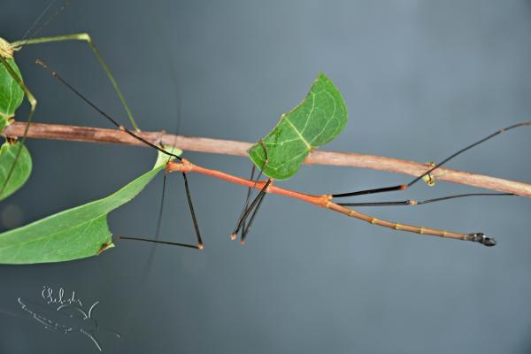 Lonchodiodes sp. 