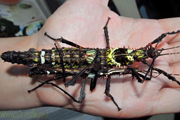 Parectatosoma cf. hystrix 