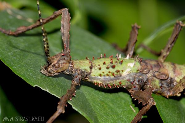 Parectatosoma mocquerysi