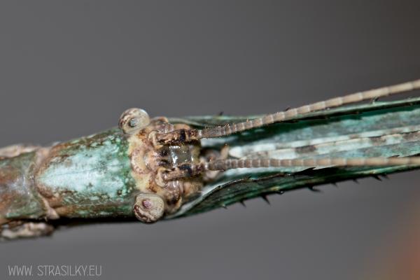Phobaeticus magnus 